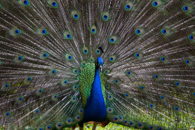 Full frame shot of peacock