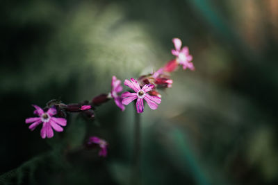 Close-up of pink flowering plant