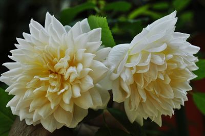 Close-up of yellow flower