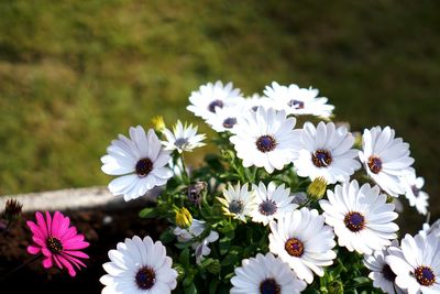 Close-up of pink daisy flowers