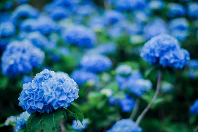 Close-up of purple hydrangea flowers in park