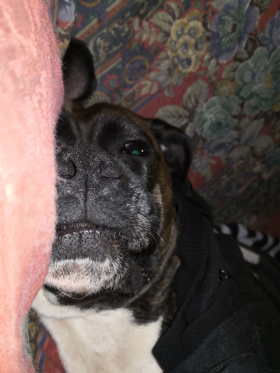 HIGH ANGLE PORTRAIT OF DOG RELAXING ON SOFA