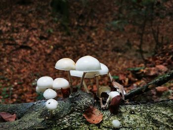 Close-up of mushrooms growing on tree