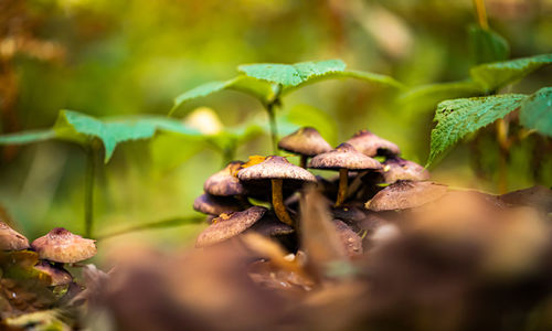 Close-up of mushrooms growing on field