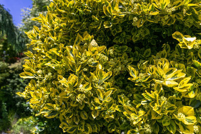 Full frame shot of plants