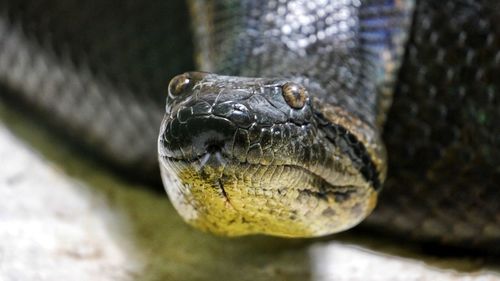 Close-up portrait of snake