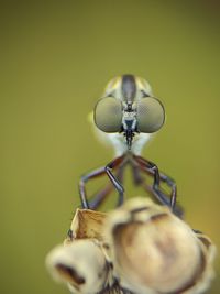 macro photography