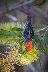 Close-up of a bird perching on branch