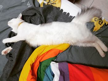 High angle portrait of cat relaxing on floor