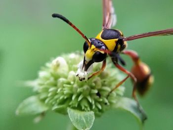 Close-up of insect on flower
