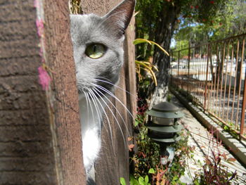 Close-up portrait of cat