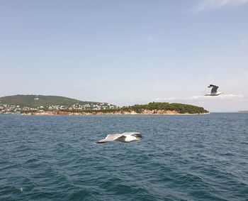 Seagulls flying over sea against sky with the view of prince islands