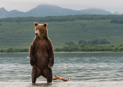 Bear against lake during foggy weather