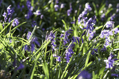 Close-up of purple flowering plants on field