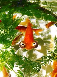 Close-up of koi carps swimming in pond