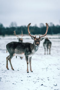 Deer standing on snow covered field