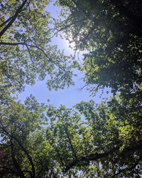 Low angle view of trees against sky