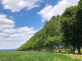 Trees on field against sky