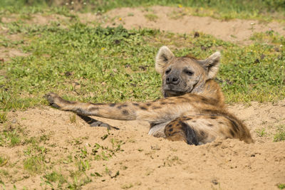 Hyena lying in a sand pit enjoying the sun being lazy