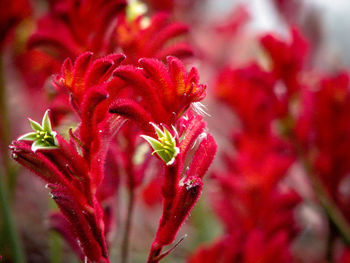 Close-up of red flowering plant