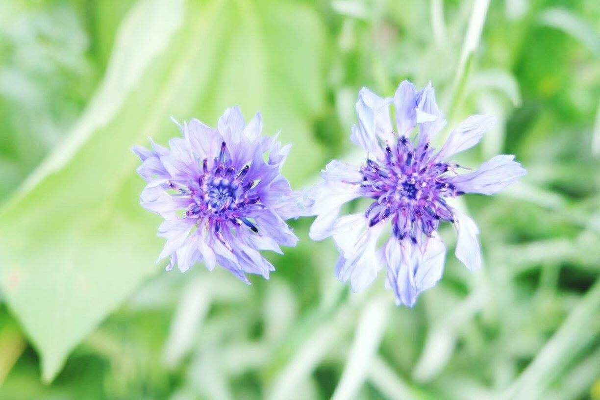 flower, nature, growth, plant, purple, close-up, no people, outdoors, beauty in nature, day, scented, fragility, freshness, grass, flower head