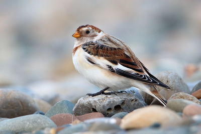 Close-up of snow bunting perching on apebble