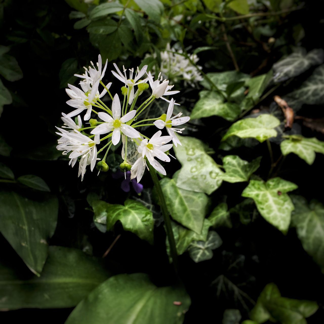 flower, freshness, growth, fragility, leaf, petal, beauty in nature, plant, flower head, nature, close-up, green color, blooming, white color, in bloom, high angle view, focus on foreground, blossom, outdoors, single flower