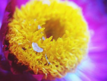 Close-up of yellow flower