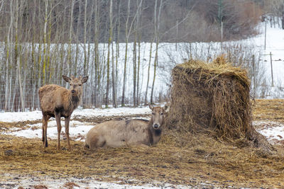 Beautiful young couple of pere david's and red deer resting near a bale of hay in a field with snow