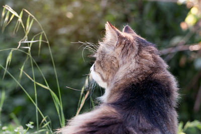 Cat sitting in the garden