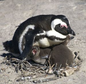 Close-up of bird in nest