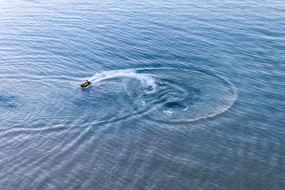 High angle view of bird swimming in sea