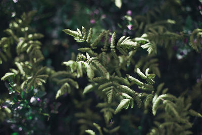 Close-up of pine tree