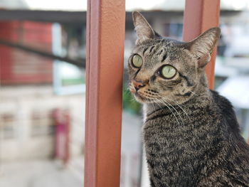 Close-up of a cat looking away