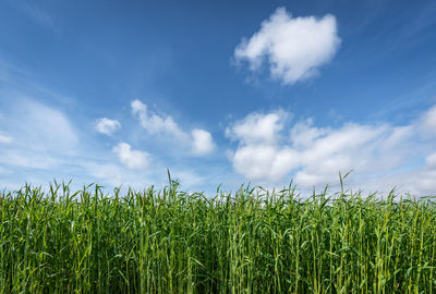 Crops growing on field against sky