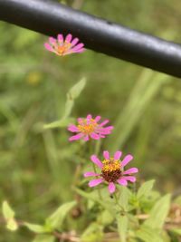 Close-up of pink flowering plant