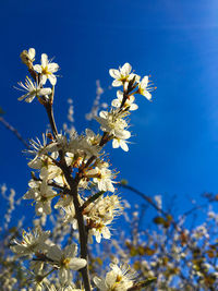 Low angle view of cherry blossoms against blue sky