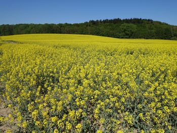 Yellow flowers in field