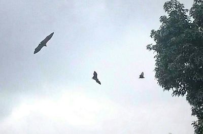 Low angle view of birds flying in sky