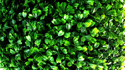 Full frame shot of green leaves