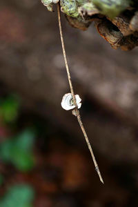 Close-up of dead plant