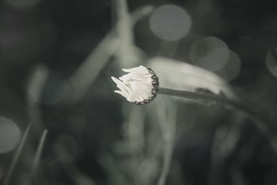 Close-up of flower blooming outdoors