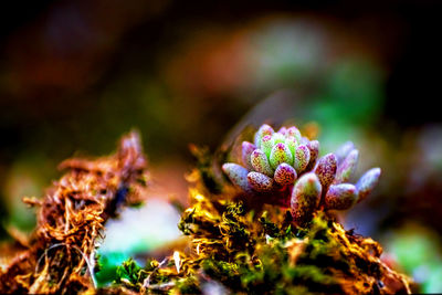 Close-up of flowers against blurred background