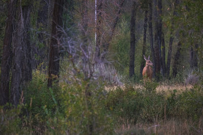 View of deer in forest