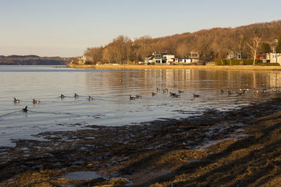 Birds swimming in lake