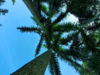 Low angle view of palm tree against clear blue sky