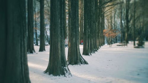 Trees in forest during winter