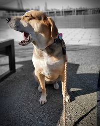 Dog looking away on road in city