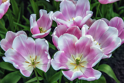 Close-up of pink flowering plants