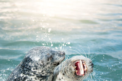 Close-up of seals in sea